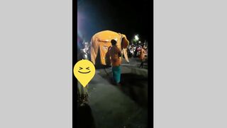 Funny Elephant #Tik Tok#