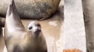 funny animal videos you haven't seen in life try not to laugh
