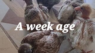 A week age nestlings