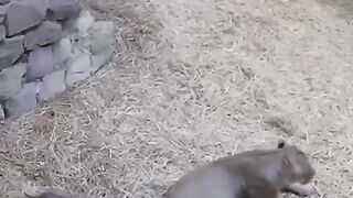 A little cub scares his mom #short.