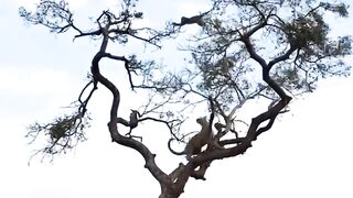AMAZING! Leopard Hunts Monkey on a TREE __ Kruger National Park.