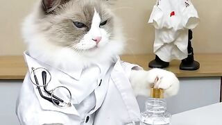 the little pussy cat
