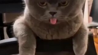 FUNNY CATS MEMES COMPILATIONS 2022