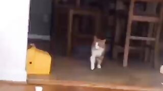 Cats And Dogs funny videos