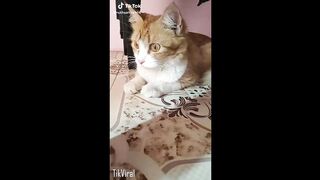 tik toks cat funny compilation