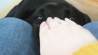 Funny dogs