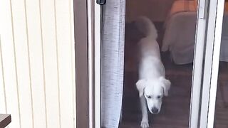 Doggy