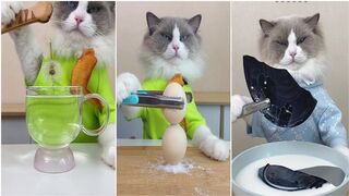 Cat make food 2022 that little puff tiktok compilation
