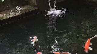 Koi fish pond in Beautiful Home Garden