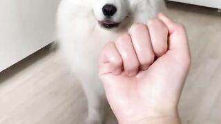 My dog has a pure heart