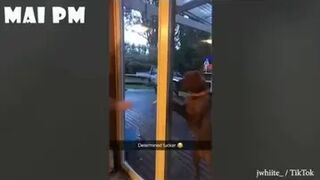 You will have TEARS IN YOUR EYES FROM LAUGHING The FUNNIEST DOGS compilation 2020.
