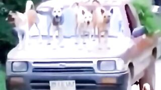 Funny Dog & Monkey fight