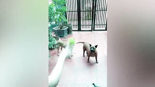 Funniest Animals Video Try Not To Laugh 2022
