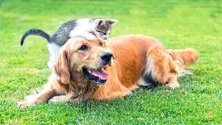 Funny animals videos 2022????-Funniest videos for cats and dogs