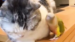 Funny video