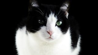 vild  cat