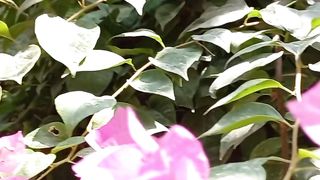 8k Nature Video Ultra Hd |Natural View | Peaceful Weather