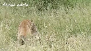 A baby deer with a deer in its clutches????????