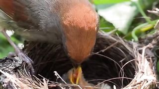#bird#nature 19