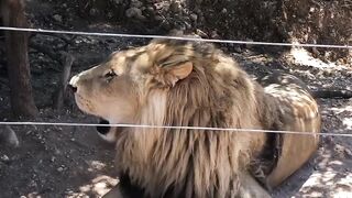 Roaring Lion Behind Fence Amazing Video