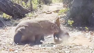 Comodo Dragon eating wild boar