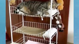 Tempat tidur kucing susun