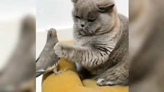 Funny cat Videos-animals