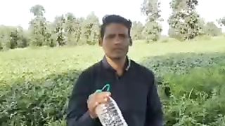 Khet Se Jangli suar bhagane ka deshi tareeka