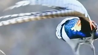 Pheasant 2