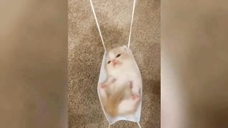 [1 Hour] Hilarious Cats and Dogs ???????? Funniest Animals 2023 ????