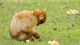 A Brown Monkey Eating Bread