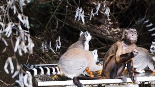 Group Of Animals Eating Together