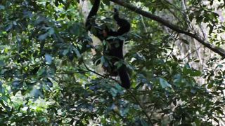 Monkey Climbs The Tree Alone