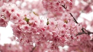 Flower 16