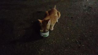 Cute Cat Eating Pure Cream