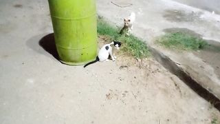Funny Cats Fight and Noises