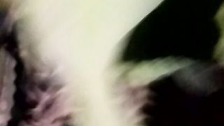 Animal lovers 829