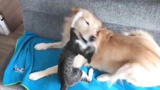 A cat that shows no mercy to a dog that is holding back.