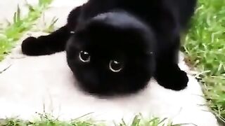 Pitch-black cute cat