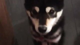 Dog talking something