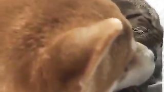 Dogs with heavy affection for cats