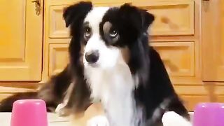 Dogs playing a guessing game