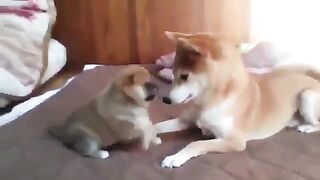Dogs playing with their parents