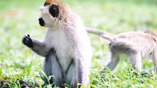 Animals 4k 18