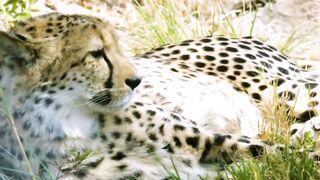 Animals 4k 19