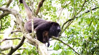 Animals 4k 20