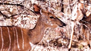 Animals 4k 22