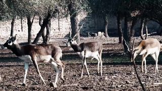 Animals 4k 23