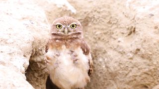Animals 4k 24