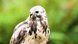 Animals 4k 28
